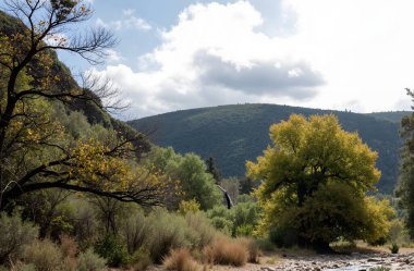 Nehir ve ağaçlarla dolu güzel bir manzara