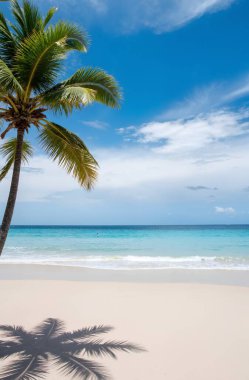 tropical beach in maldives with blue ocean and palm tree