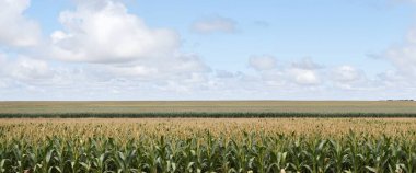 corn field in a rural countryside, agricultural landscape