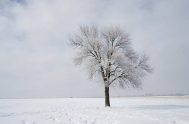 Kışın yalnız ağaç