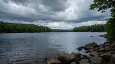 the shore of the lake in the forest