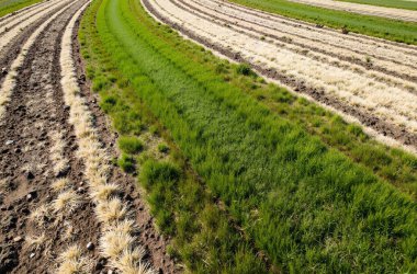 yeşil çimenler ve mavi gökyüzü tarlada