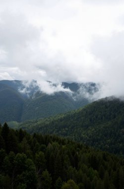 güzel dağ manzarası ile yeşil orman