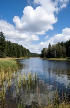 a vertical shot of a lake surrounded by a forest under a cloudy sky during daytime