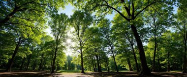Ağaçlı ve yeşil yapraklı güzel bir manzara.