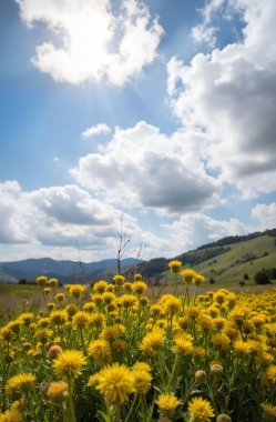Tarladaki güzel çiçekler