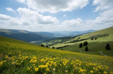 beautiful summer landscape with meadow and green grass