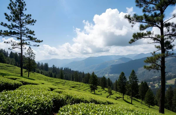 Dağlarda yeşil çay tarlaları