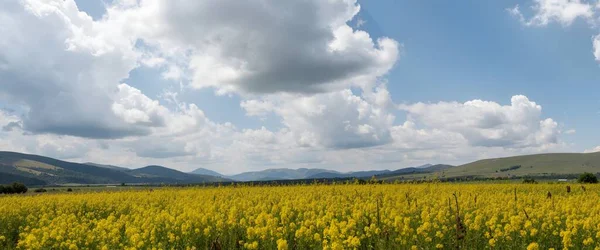 Sarı çiçekli güzel bir manzara.