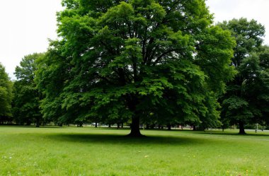 Ormanın güzel manzarası