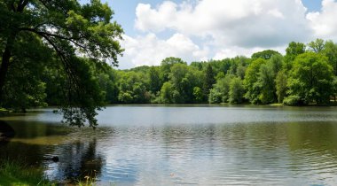 Ormandaki nehrin güzel manzarası