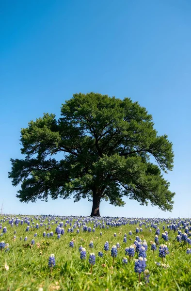 a beautiful shot of an old oak tree in a field