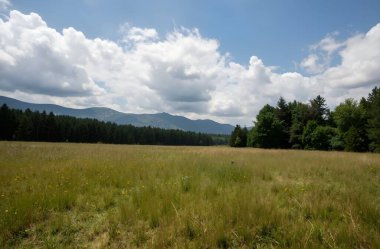 beautiful summer meadow in the carpathian mountains, ukraine in a sunny day