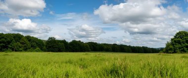 summer landscape of field with a cloudy sky