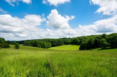 beautiful green meadow with blue sky and green grass in summer