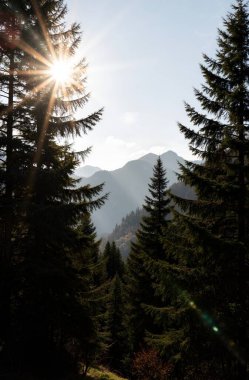 Ağaçlı ve ormanlı güzel dağ manzarası