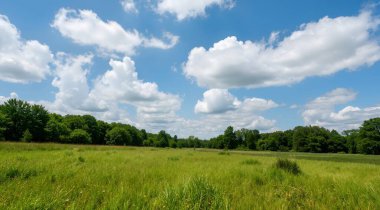 beautiful landscape with a large field of grass and trees