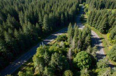 Ormandaki bir yolun havadan görünüşü