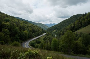 mountain road with trees in the forest