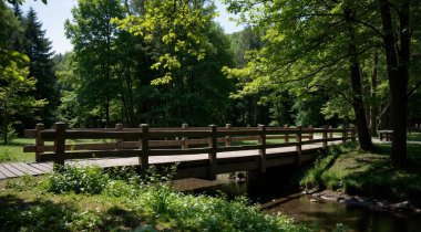 Ormanda ahşap köprü