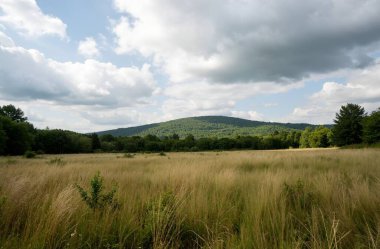 green meadow in a field