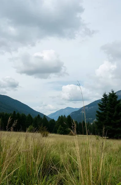 Yeşil ağaçlı güzel dağ manzarası