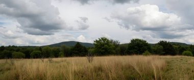 Ağaçlarla kaplı güzel bir manzara.