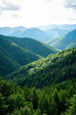 Dağlardaki yeşil orman