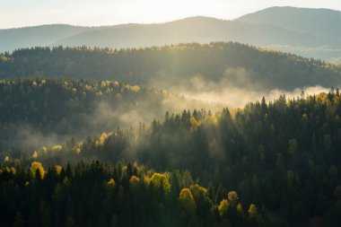 autumn in the mountains. beautiful autumn forest in the mountains.