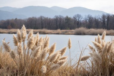 Arkasında bir göl olan güzel bir manzara.