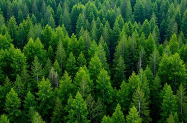 Ormanın güzel manzarası