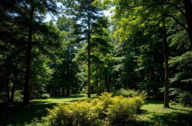 Ağaçları ve yeşil otları olan güzel bir manzara.