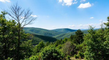Ormanda bir ağacı olan güzel bir manzara.
