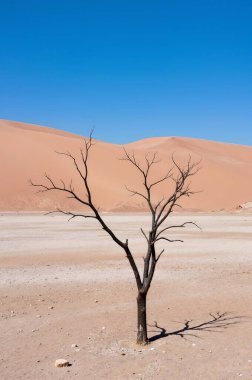tree in the sand dune