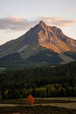 bir ağaç ile güzel dağ manzara