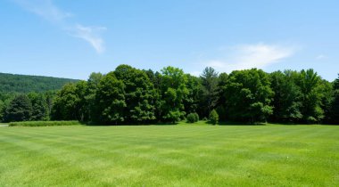 Yeşil çimen tarlası