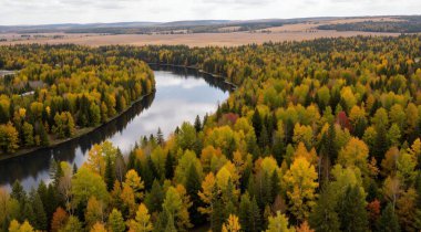 Ormandaki nehrin havadan görünüşü