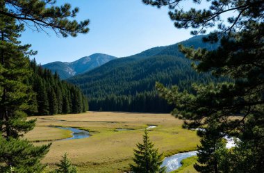 beautiful mountain river in the carpathian forest. high quality photo