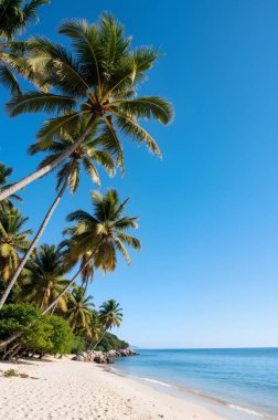 palm trees on the white sandy beach.