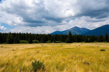a beautiful shot of a mountain surrounded by green trees under the cloudy sky