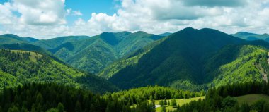 panoramic view of green forest in summer. beautiful nature background. panorama of carpathians.