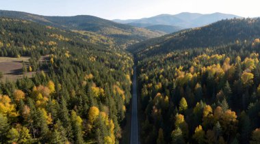 aerial view of beautiful forest in the autumn season in the mountains