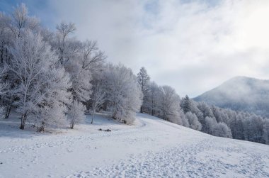Dağlarda kış ormanı.