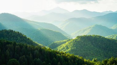 mountain forest in the morning fog