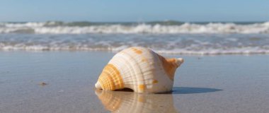 beautiful seashell and seashore on the sea