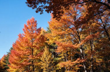 Ağaçlar ve yapraklarla dolu sonbahar manzarası