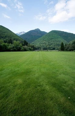 Ormanın güzel manzarası