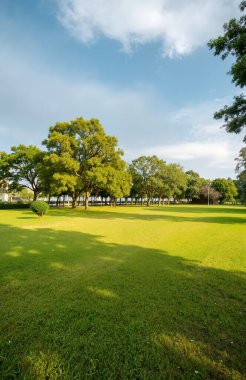 Ağaçları ve yeşil otları olan güzel bir manzara.