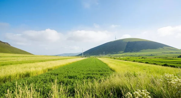 Kırsal kesimde yeşil tepeler