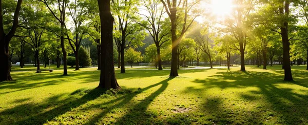 Güneş ışınlı yeşil park